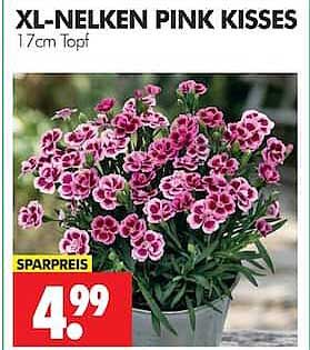 XL-NELKEN PINK KISSES