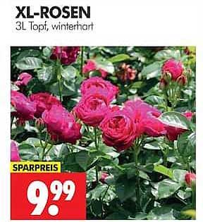 XL-ROSEN 3L Topf, winterhart