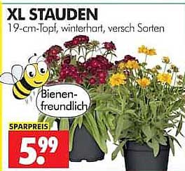 XL STAUDEN