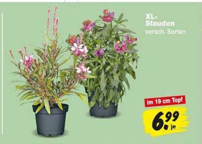XL-Stauden versch. Sorten im 19 cm Topf