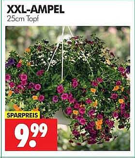 XXL-AMPPEL 25cm Topf