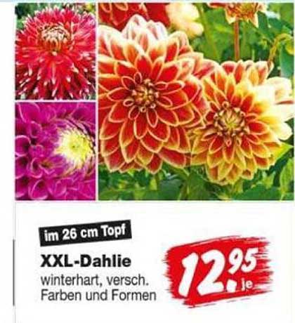 XXL-Dahlie winterhart, versch. Farben und Formen