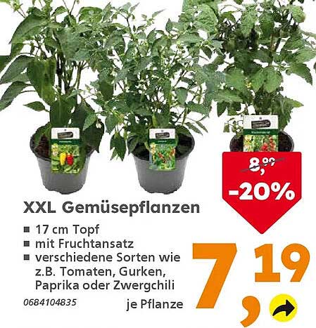XXL Gemüsepflanzen