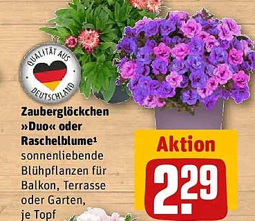 Zauberglöckchen »Duo« oder Raschelblume¹ sonnenliebende Blühpflanzen für Balkon, Terrasse oder Garten, je Topf