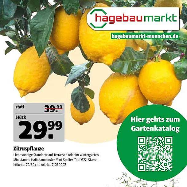 Zitruspflanze
