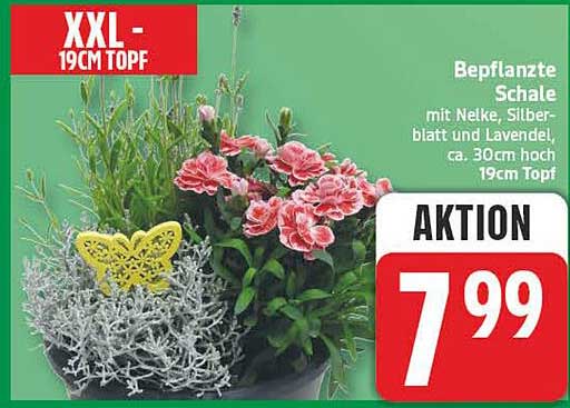 Bepflanzte Schale mit Nelke, Silberblatt und Lavendel, ca. 30cm hoch, 19cm Topf