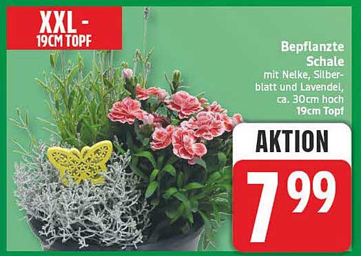 Bepflanzte Schale mit Nelke, Silberblatt und Lavendel, ca. 30cm hoch, 19cm Topf
