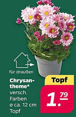 Chrysan-theme* versch Farben ø ca. 12 cm Topf