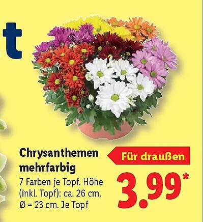 Chrysanthemen mehrfarbig