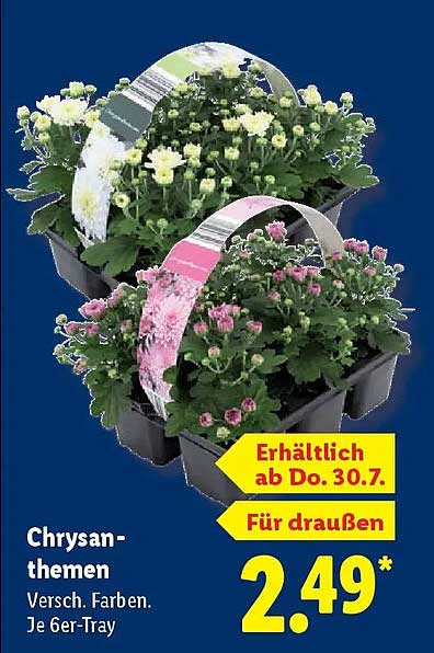 Chrysanthemen