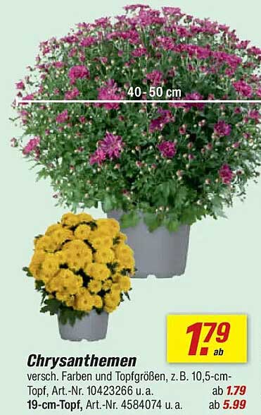 Chrysanthemen
