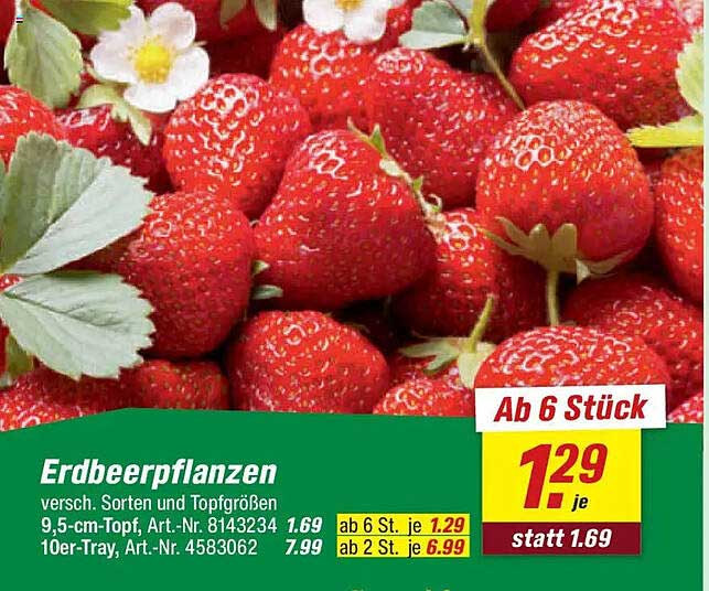 Erdbeerpflanzen