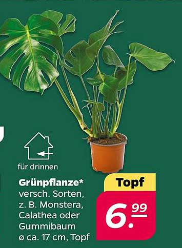 Grünpflanze* verschieden. Sorten, z. B. Monstera, Calathea oder Gummibaum Ø ca. 17 cm, Topf