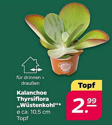 Kalanchoe Thyrsiflora „Wüstenkohl“**