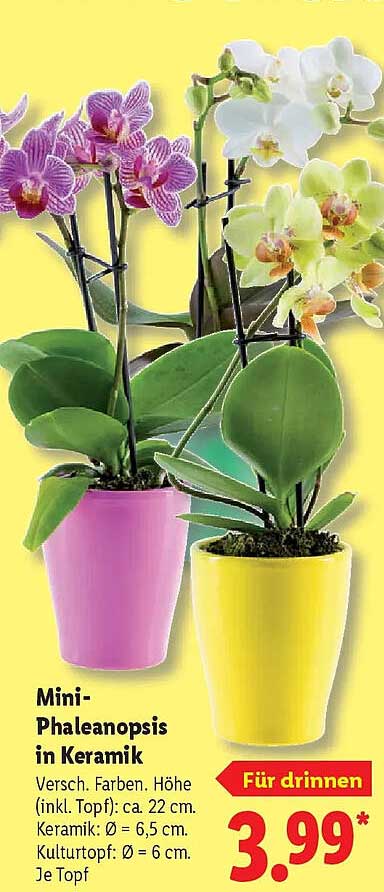 Mini-Phalaenopsis in Keramik