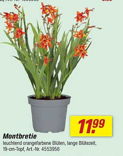 Montbretie