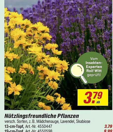 Nützlingsfreundliche Pflanzen