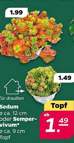 Sedum