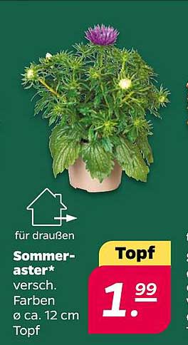 Sommer-aster* versch. Farben Ø ca. 12 cm Topf