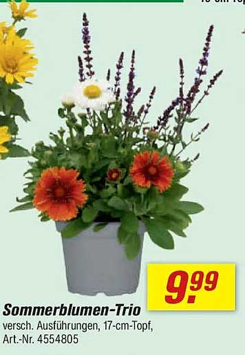 Sommerblumen-Trio