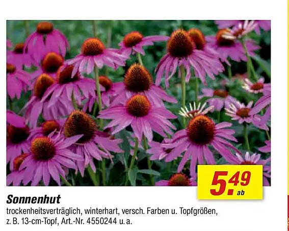 Sonnenhut