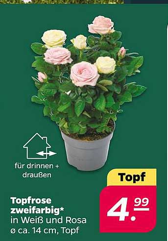 Topfrose zweifarbig* in Weiß und Rosa Ø ca. 14 cm, Topf