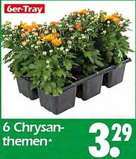 6 Chrysanthemen im 6er-Tray