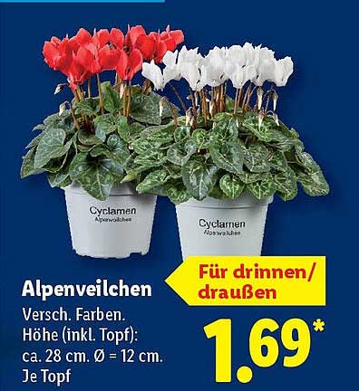 Alpenveilchen in verschiedenen Farben für drinnen und draußen