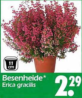 Besenheide* Erica gracilis