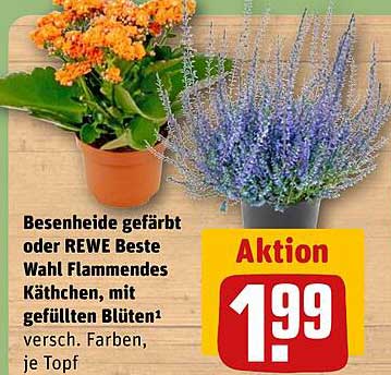 Besenheide gefärbt oder REWE Beste Wahl Flammendes Käthchen, mit gefüllten Blüten