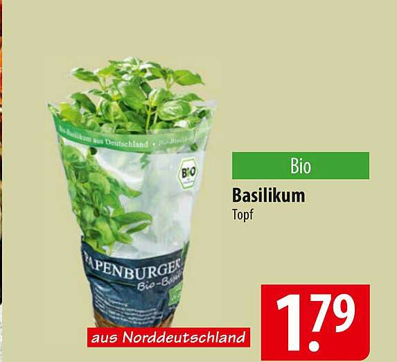 Bio-Basilikum im Topf