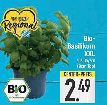 Bio-Basilikum XXL aus Bayern 19cm Topf