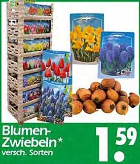 Blumen-Zwiebeln – verschiedene Sorten