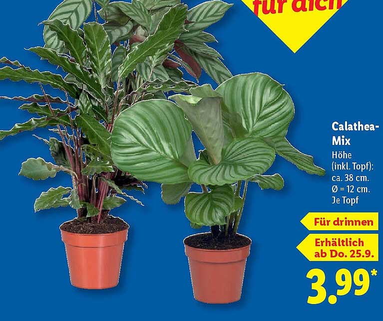 Calathea-Mix – Ein Grünes Paradies für Ihr Zuhause