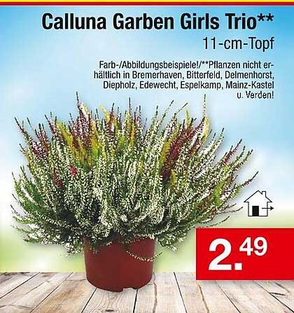 Calluna Garben Girls Trio – 11-cm-Topf