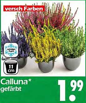 Calluna gefärbt - versch. Farben im 11 cm Topf