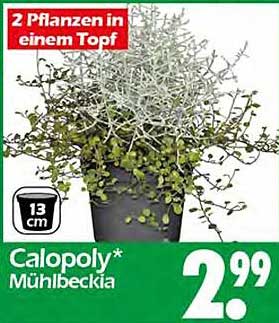 Calopoly Mühlbecka - 2 Pflanzen in einem Topf