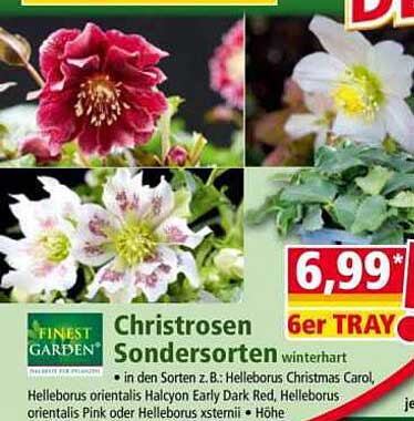 Christrosen SonderSORTEN - winterhart im 6er Tray