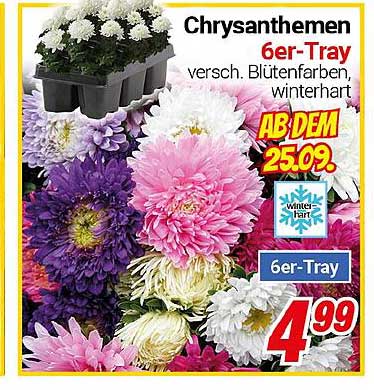 Chrysanthemen 6er-Tray - verschiedene Blütenfarben, winterhart