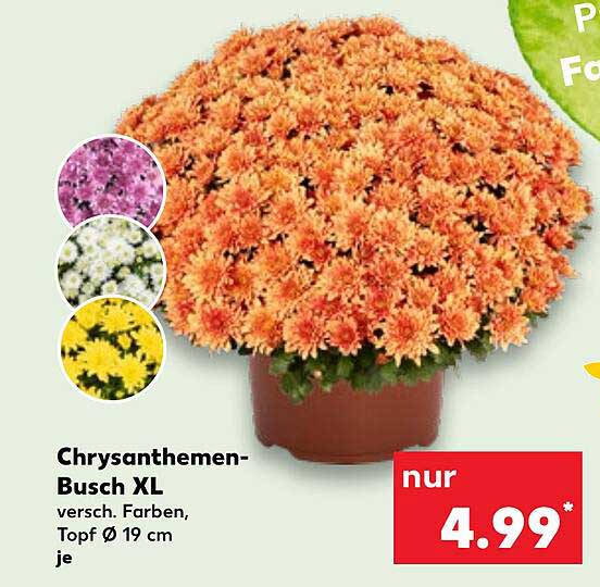Chrysanthemen-Busch XL, verschiedene Farben, Topf Ø 19 cm
