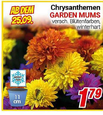 Chrysanthemen GARDEN MUMS - versch. Blütenfarben, winterhart