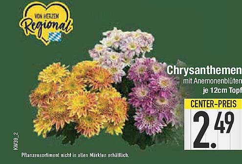 Chrysanthemen mit Anemonenblüten je 12cm Topf