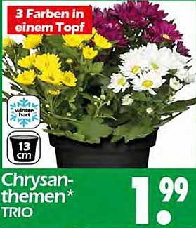 Chrysanthemen Trio – 3 Farben in einem Topf