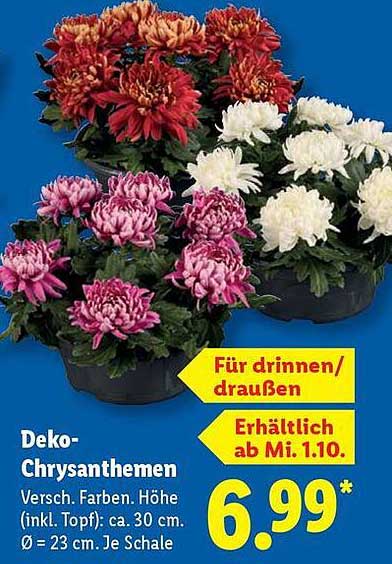 Deko-Chrysanthemen - Verschiedene Farben, Höhe ca. 30 cm