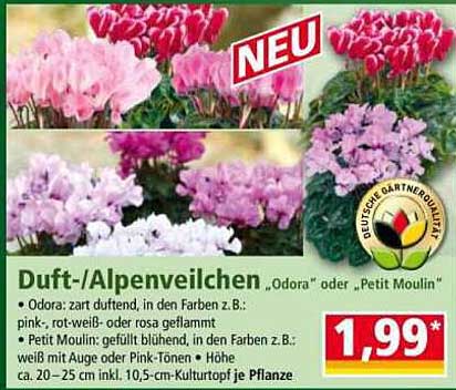 Duft-/Alpenveilchen "Odora" oder "Petit Moulin"