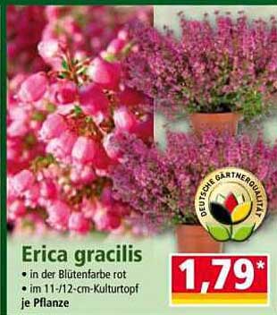 Erica gracilis - Rote Blütenpflanze