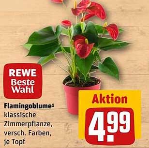 Flamingoblume – klassische Zimmerpflanze, versch. Farben, je Topf