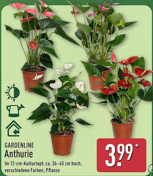 GARDENLINE Anthurie im 12-cm Kulturtopf