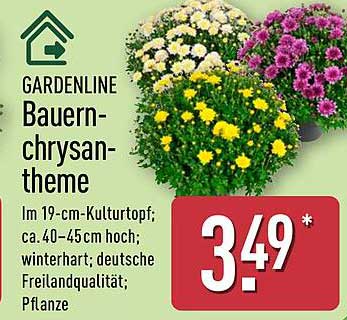 GARDENLINE Bauern-Chrysanthemen