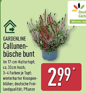 GARDENLINE Callunenbüsche bunt